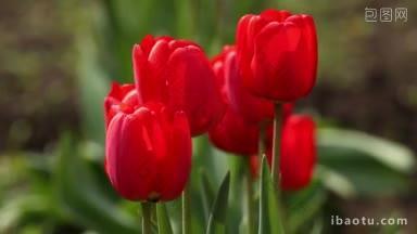花园里美丽的红色郁金香